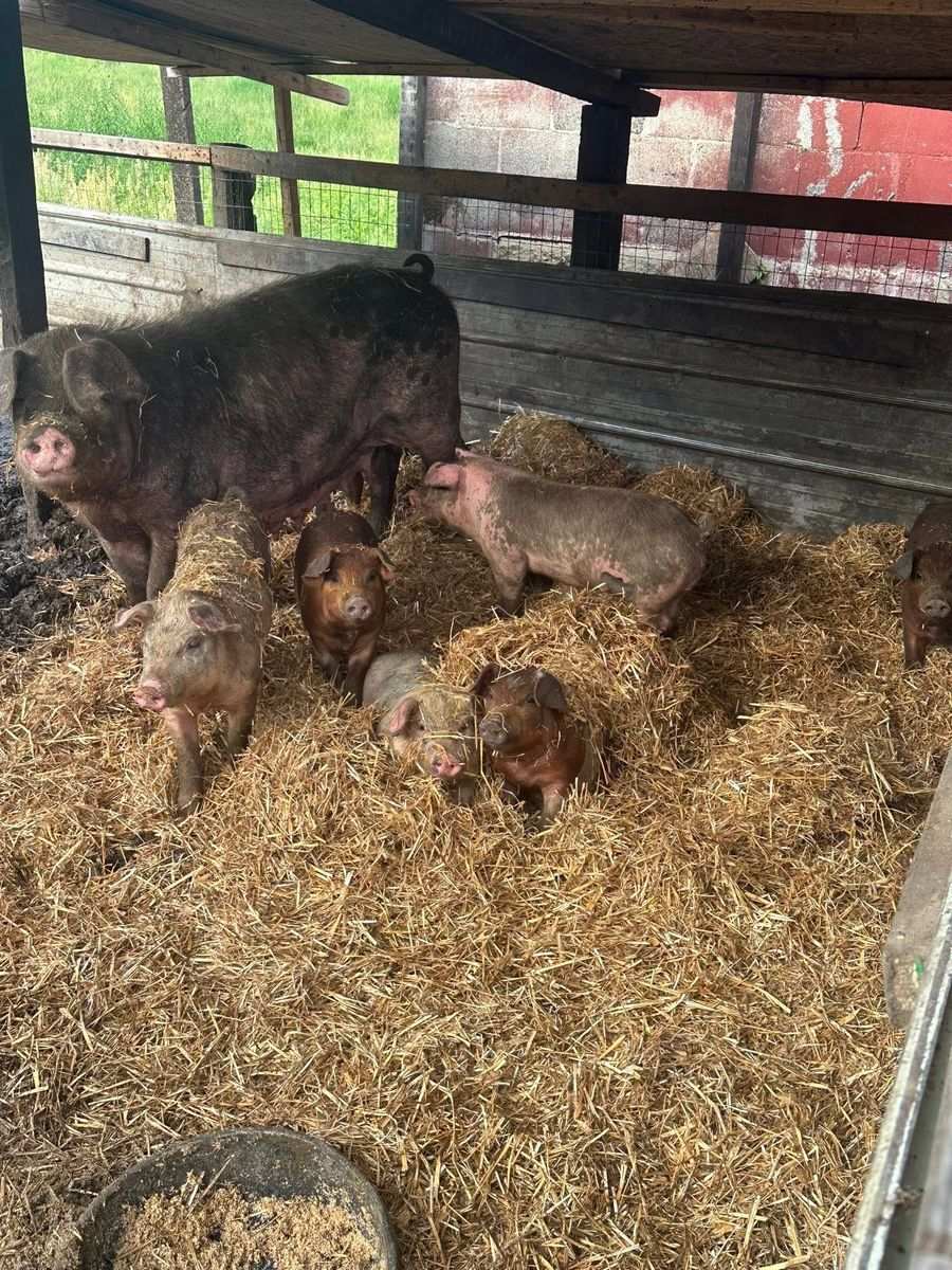 Sow and piglets resting on straw bedding inside a red barn shelter