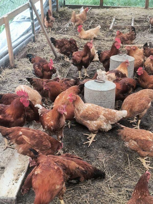 Chickens in their outdoor run at Max Farms